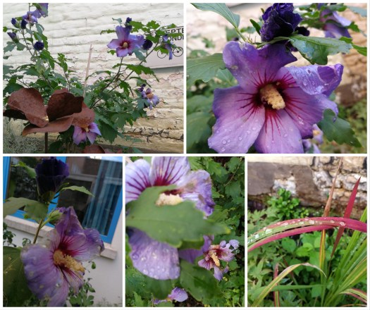Irène tetaz